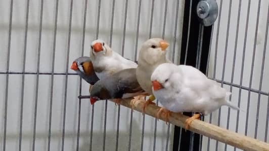 Exhibition Zebra Finches, Dutch line Finch, English line Finch