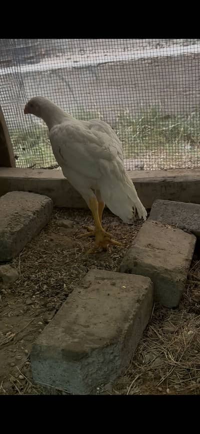 Indian parrot beak pure white