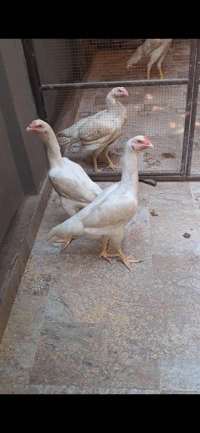 White Shamo Hens