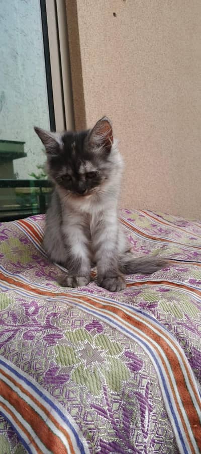 Persian kittens tripple coated available for sale