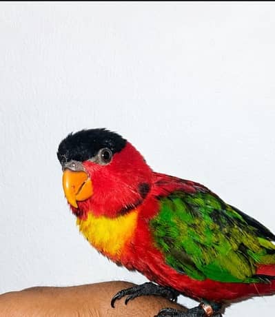 Yellow bib lory n Red collar lory