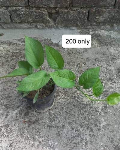 indoor plants for sale