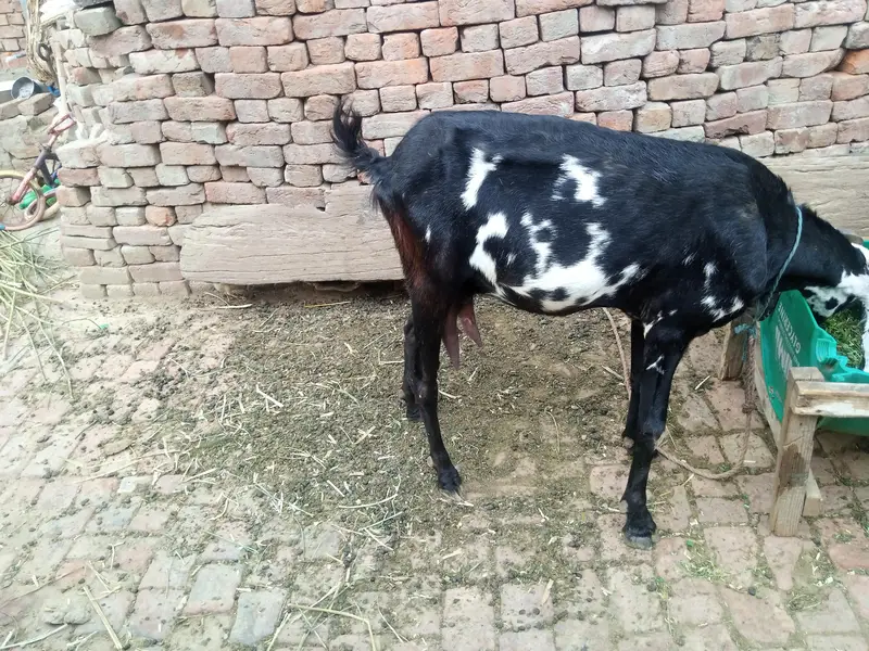 breed amritsari — photo 4