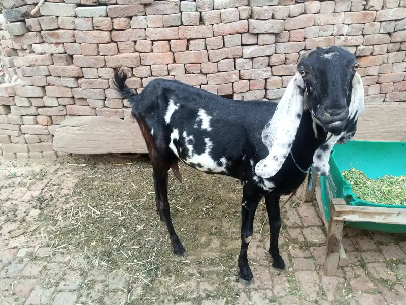 breed amritsari — photo 6