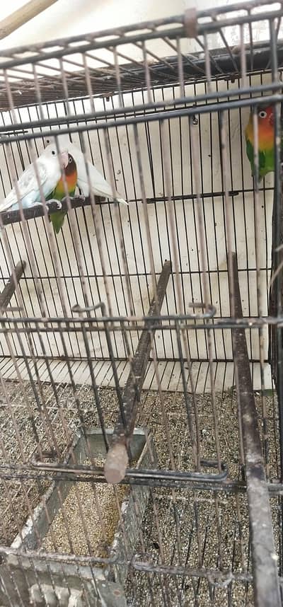parrot love bard pair 2000