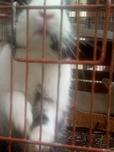 2 hot at warf Rabbit for sale