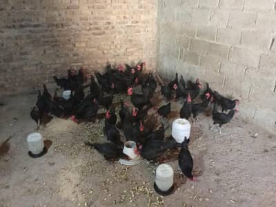 Australorp chickens Male For Sale