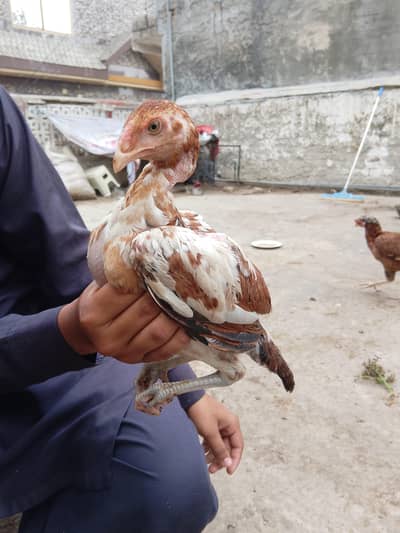 Quality breed