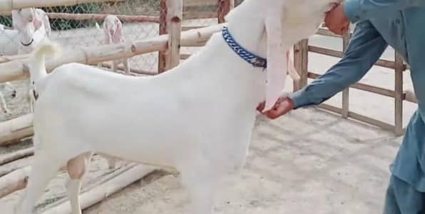 Bakra for sale call me 03460423873