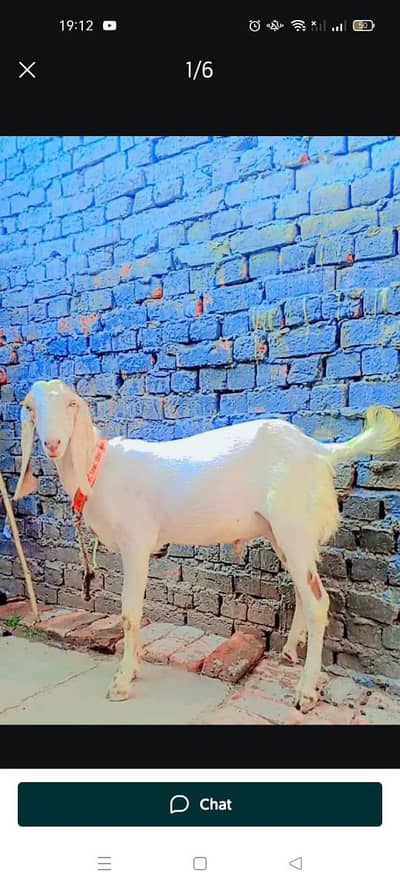 urgent sale karnna ha bakra low price ma jaldi rabta Karen fazol time