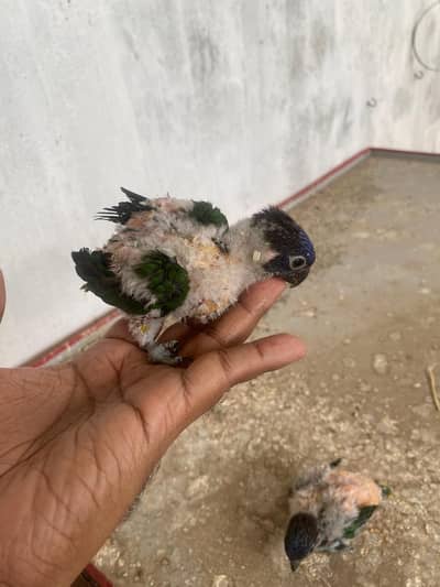 Rainbow lory chicks for sale