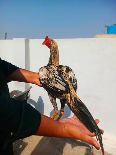 Kamaliya X mianwali patha FOR SALE.  WHATSAPP : 03032766741
