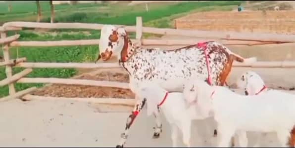 teen bacchon wali desi bakri for sale call on 03072594823