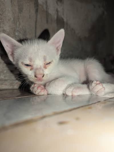 Meow meow 