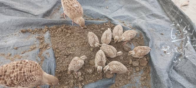 Irani teetar chicks for sale age 1 month