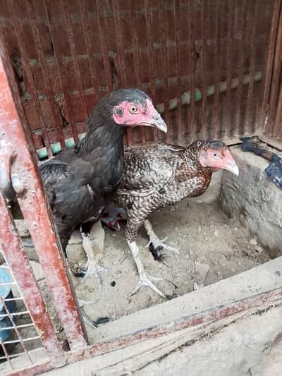 two hen healthy and lay the egg 03484853224