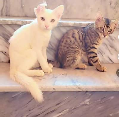Cat for sale