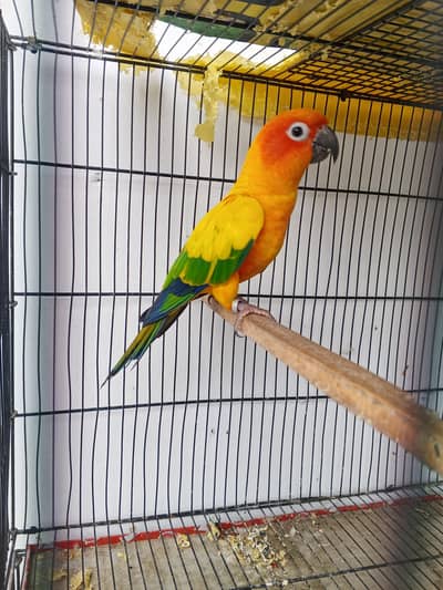 breeder sunconor female with DNA available.