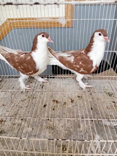 Pigeon sherazi chicks