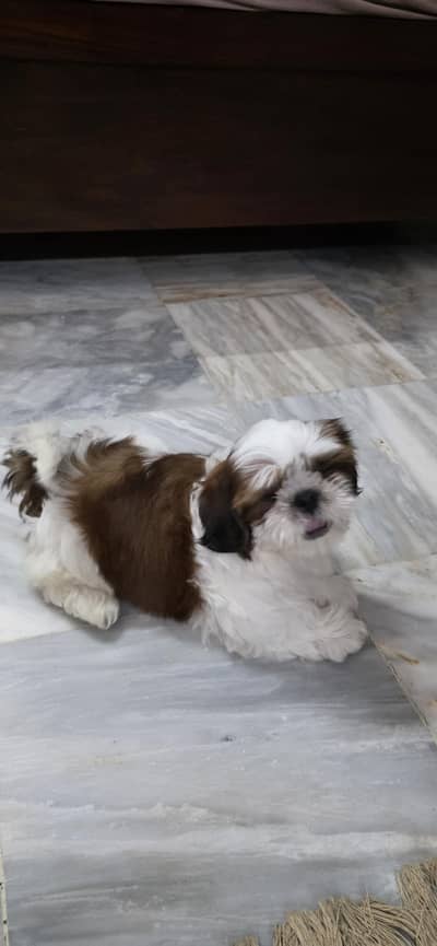 Shihtzu Puppies