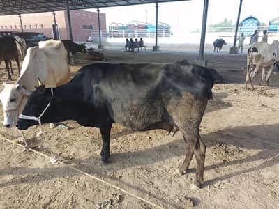 pure jersey cow for sale