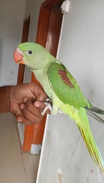 raw kashmiri parrot 03308453451