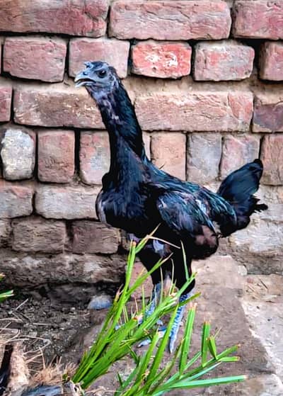 black Dragon breeder female