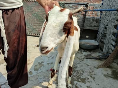 urgent kamhori bakri for sale . jumbo size path 3 paoo dodh deti hai