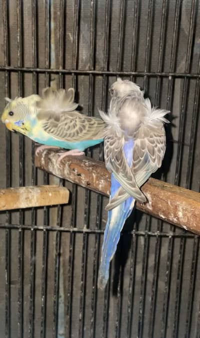 hogoromo recessive pied /black face/lutino opline