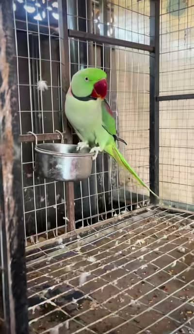 Kashmiri raw parrot for sale and time vice train vaccine mukammal