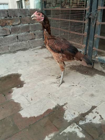 burmi thai female