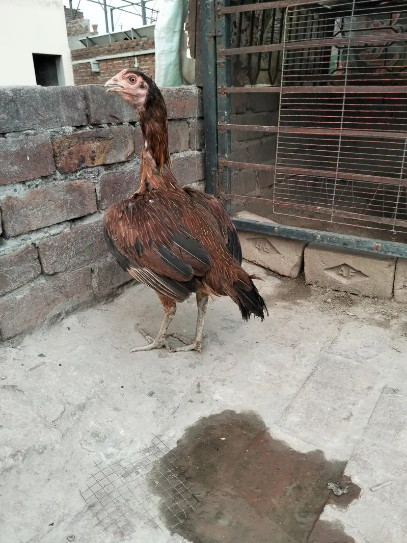 burmi thai female — photo 2
