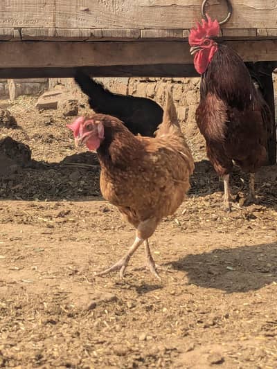 hens for sale
