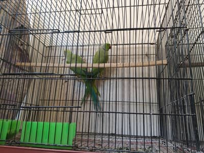 breeder pair