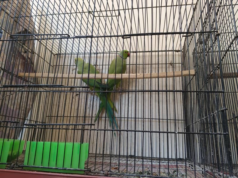 breeder pair 0