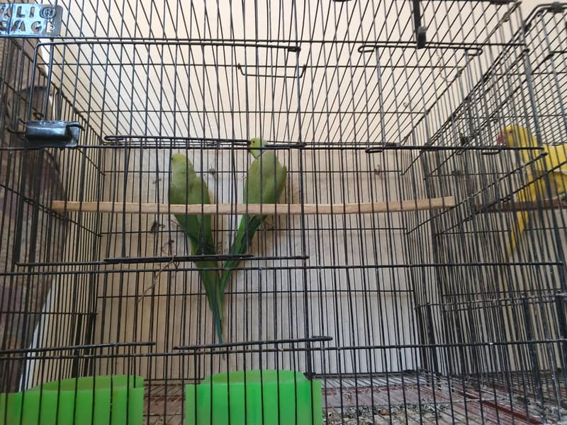 breeder pair 1