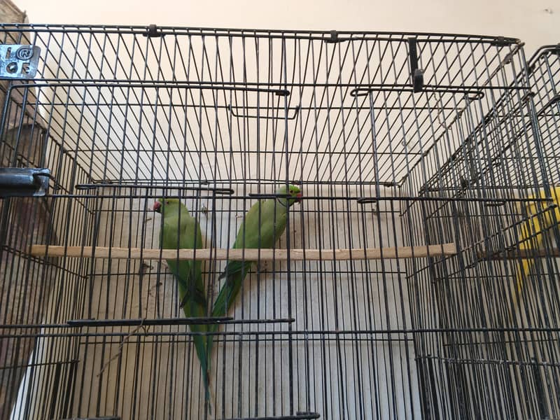 breeder pair 2