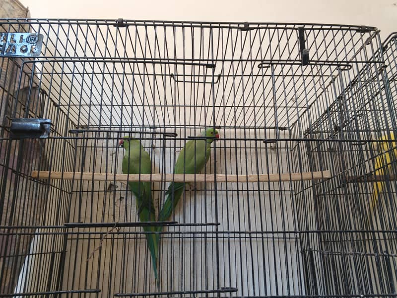breeder pair 3