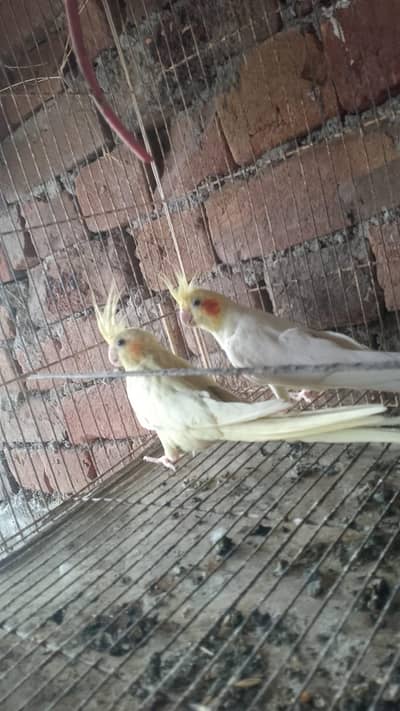 Cocktail breeding pair for sale price 5000 with cage 6200