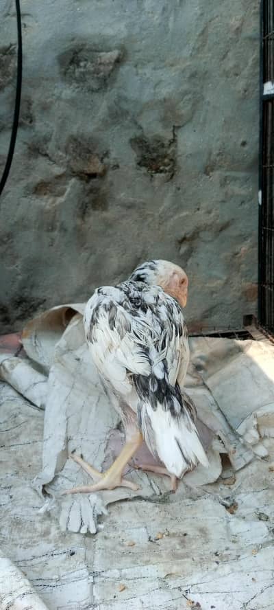 Asell chicks healthy and active gender not confirm