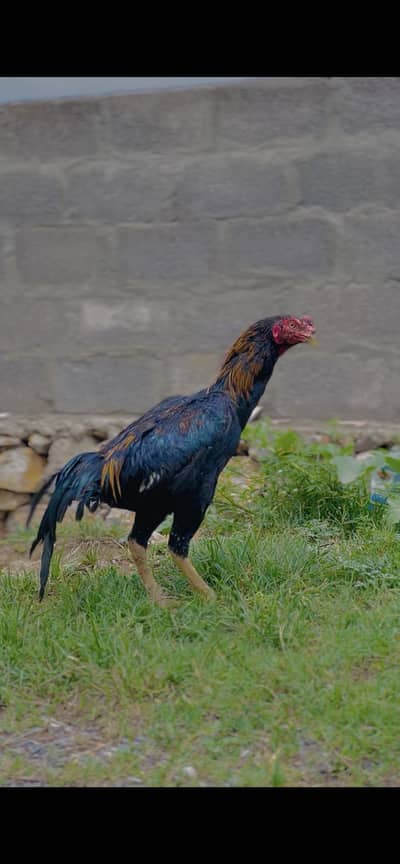 Aseel patha for sale