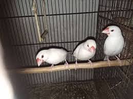 1 pair fawn java and 1 pair white java with 1 extra white java female 1