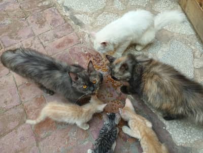 Royal Cat Persian Mix Family Adoption - Seven Unique Personalities