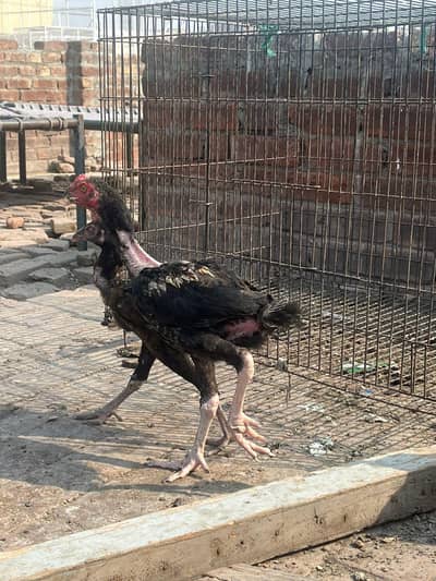 pure aseel chick Sindhi and Thai cross