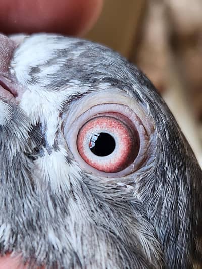 High flying pigeons for sale. 03266966686
