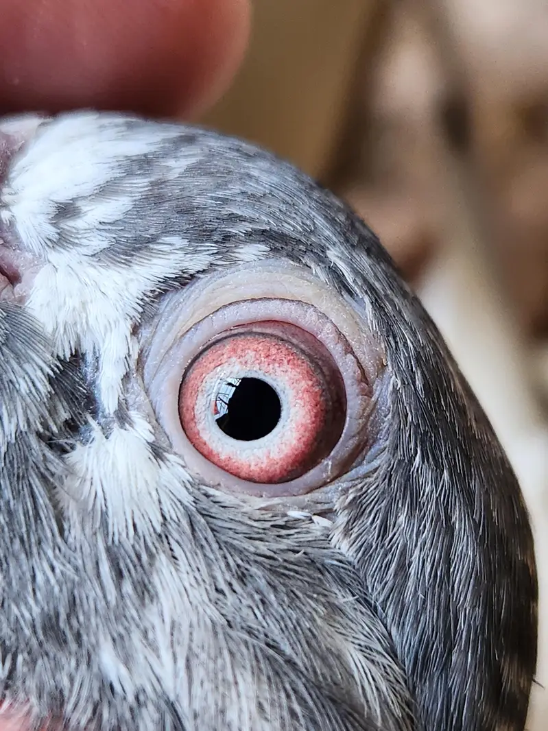 High flying pigeons for sale. 03266966686 — photo 2
