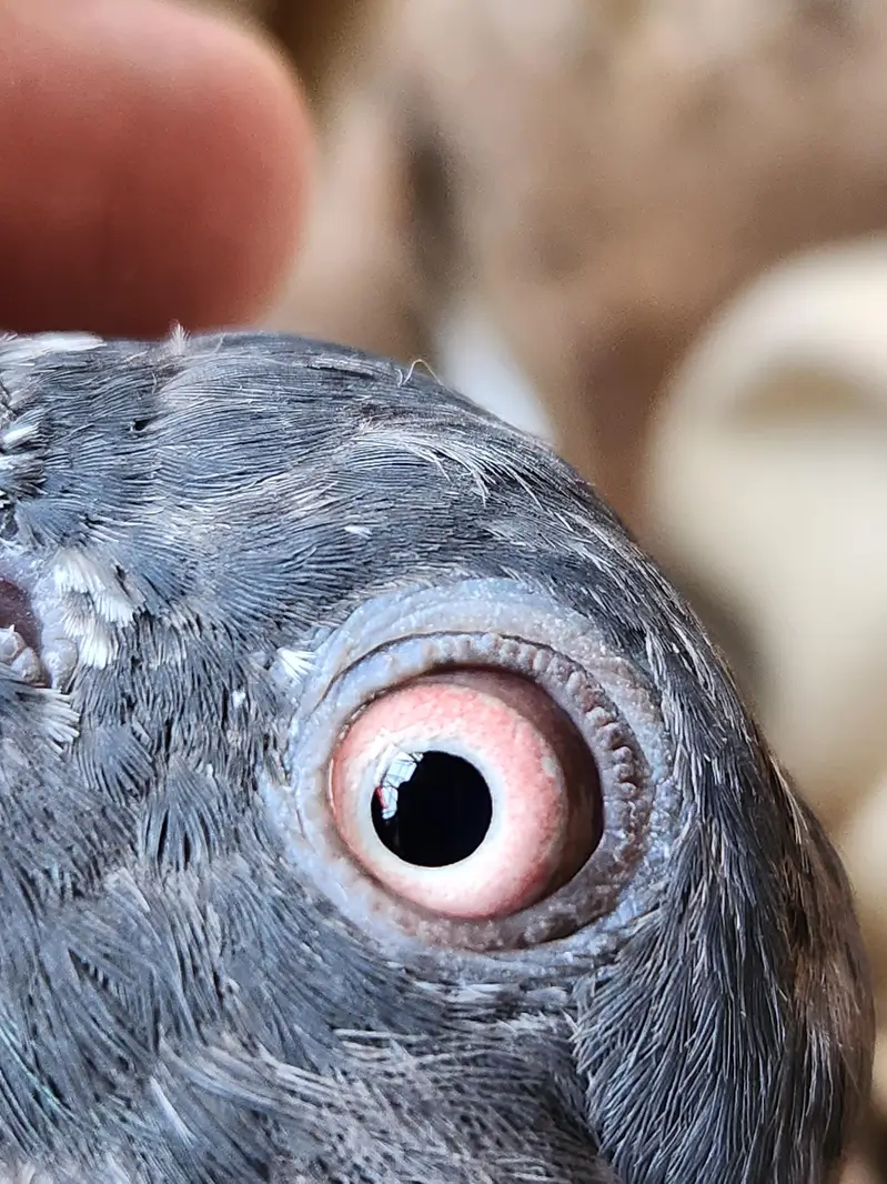 High flying pigeons for sale. 03266966686 — photo 5