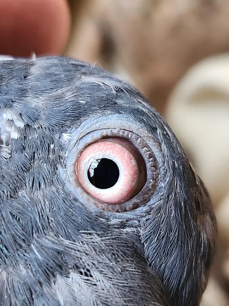 High flying pigeons for sale. 03266966686 — photo 6
