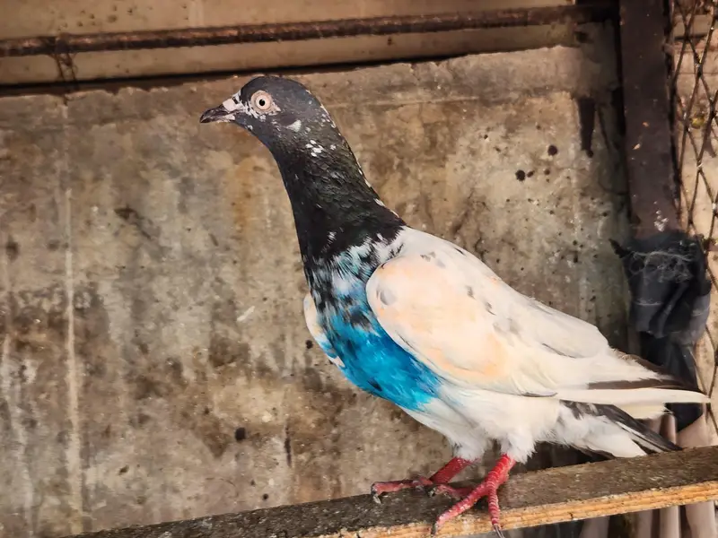 High flying pigeons for sale. 03266966686 — photo 12
