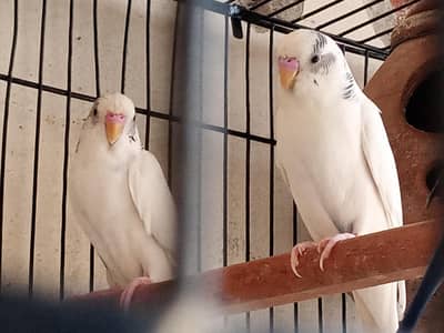 whit budgie psir
